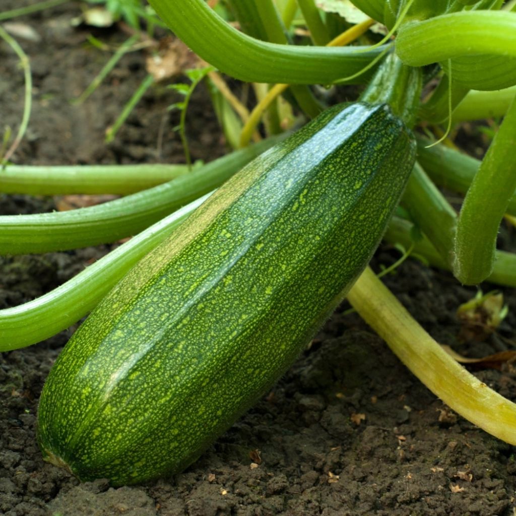 Courgette Anissa F1 (Création Vilmorin) - Vilmorin
