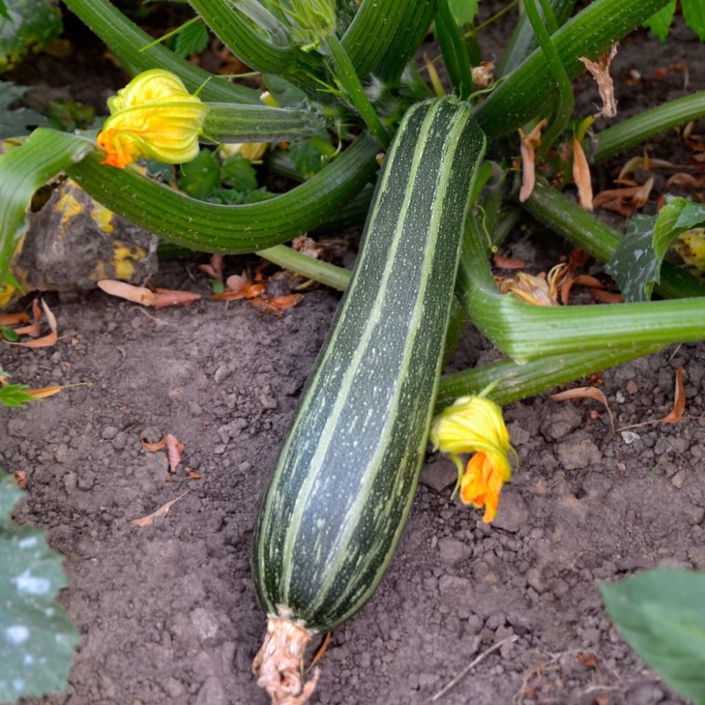 Courgette Verte non coureuse des maraîchers - Cucurbita pepo