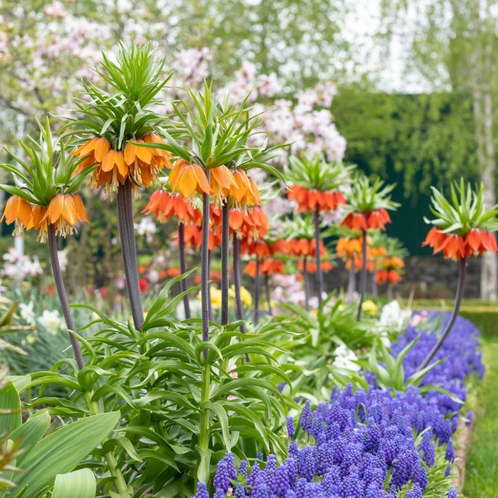 Fritillaire imperialis Orange Beauty - Couronne impériale
