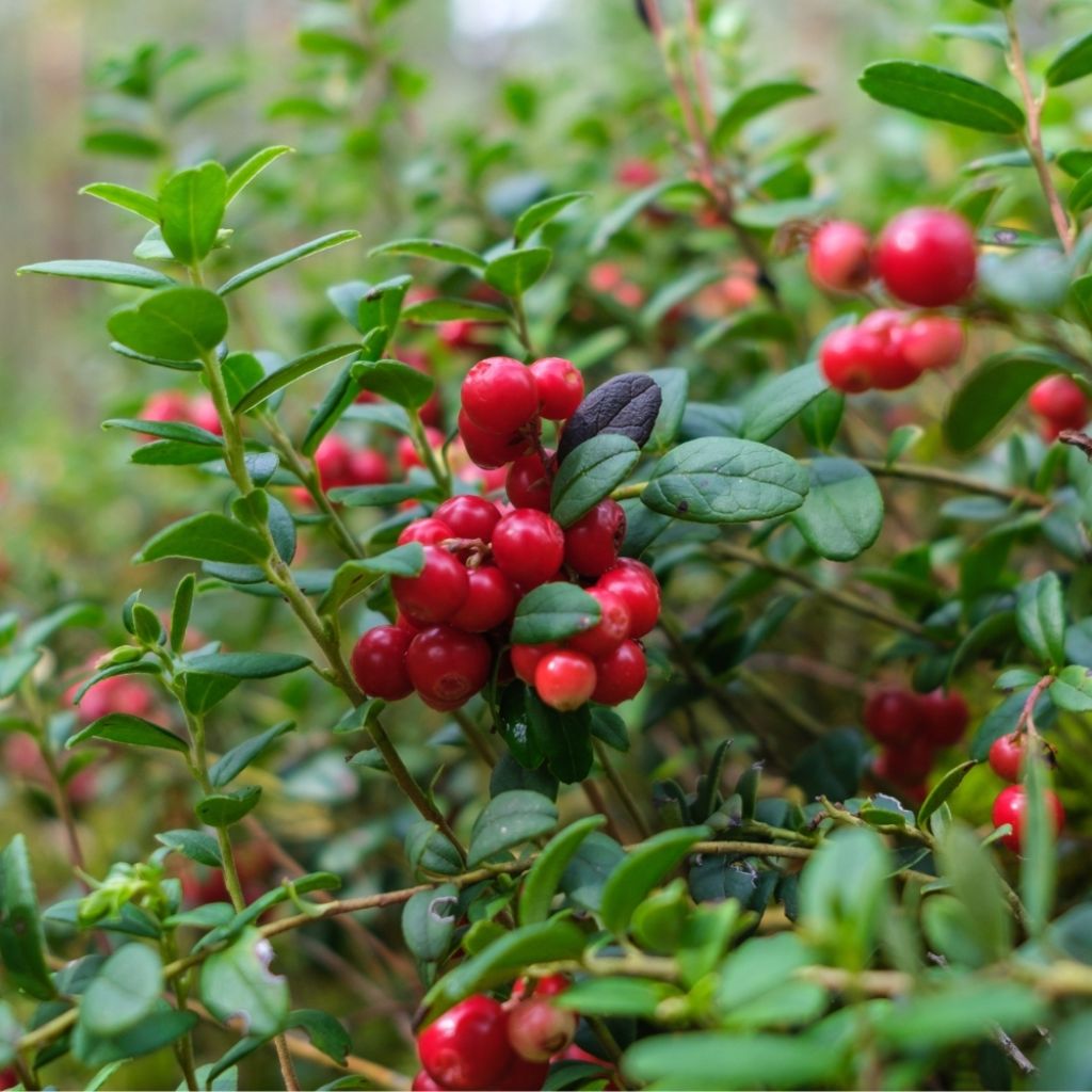 Canneberge Early Black - Vaccinium macrocarpon - Cranberry