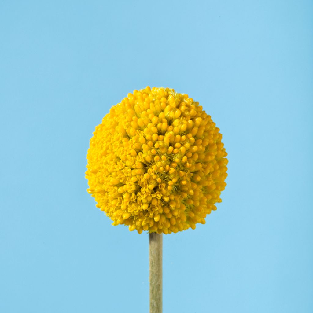 Craspedia Golf Beauty - Baguette de tambour