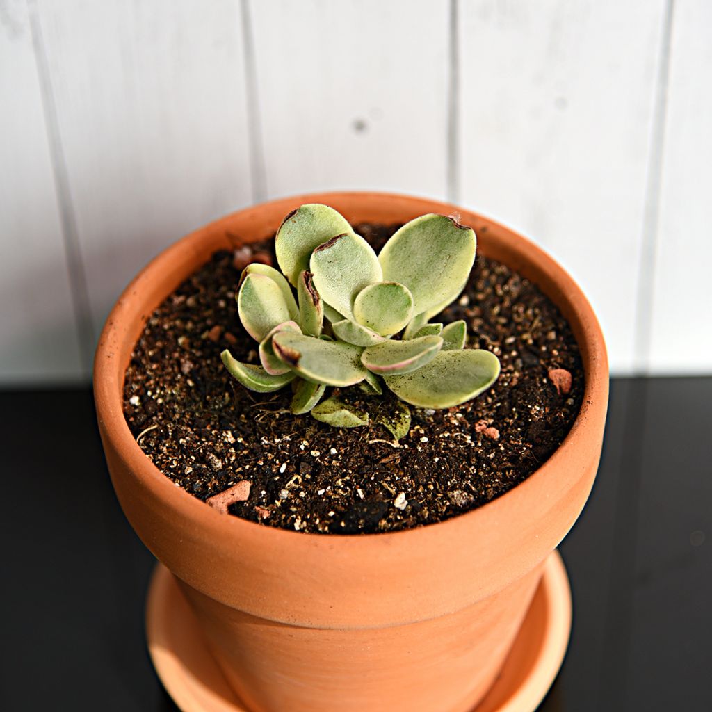 Crassula Money Maker - Arbre de Jade