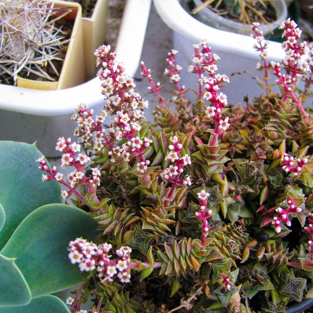 Crassula capitella