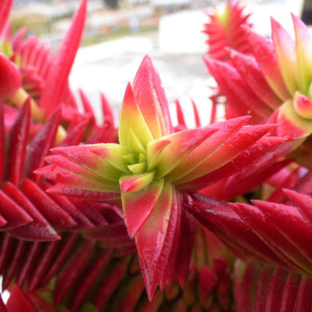 Crassula capitella