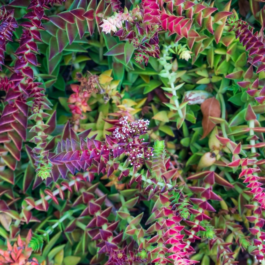 Crassula capitella