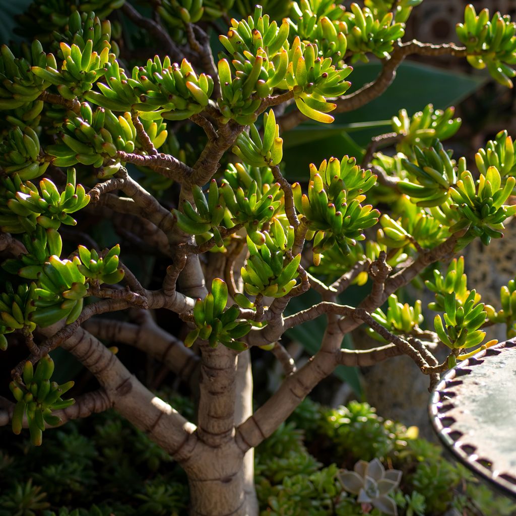 Crassula ovata Gollum (Coral) - Arbre de Jade