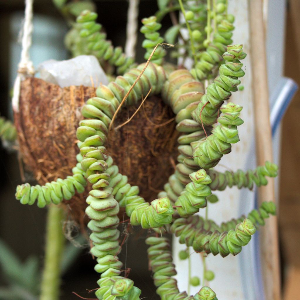 Crassula rupestris subsp. marnieriana