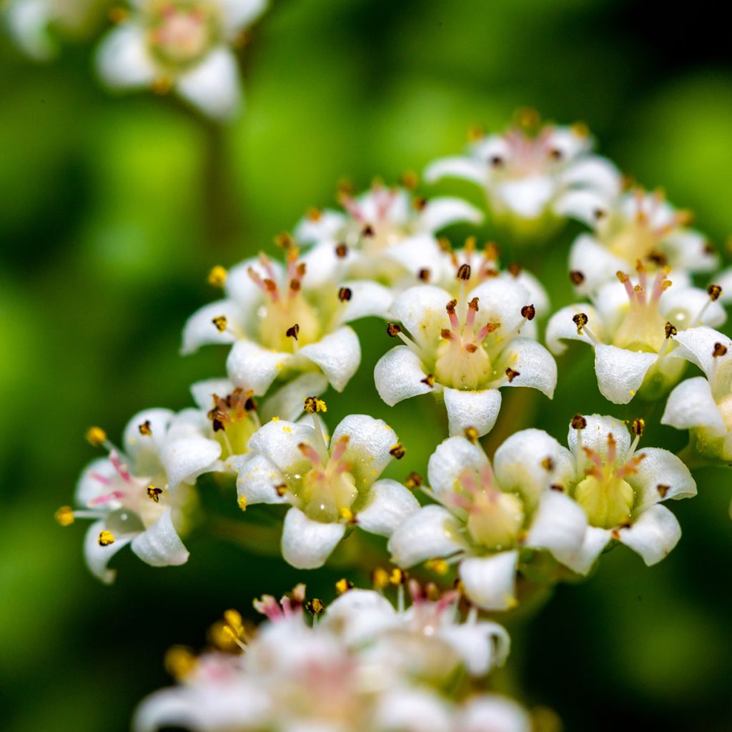 Crassula rupestris subsp. marnieriana