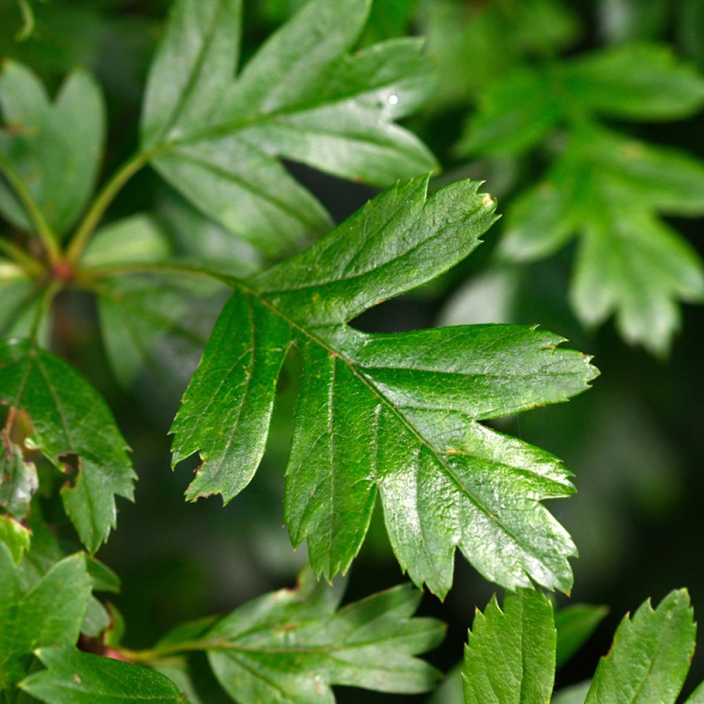 Crataegus monogyna Compacta - Aubépine monogyne