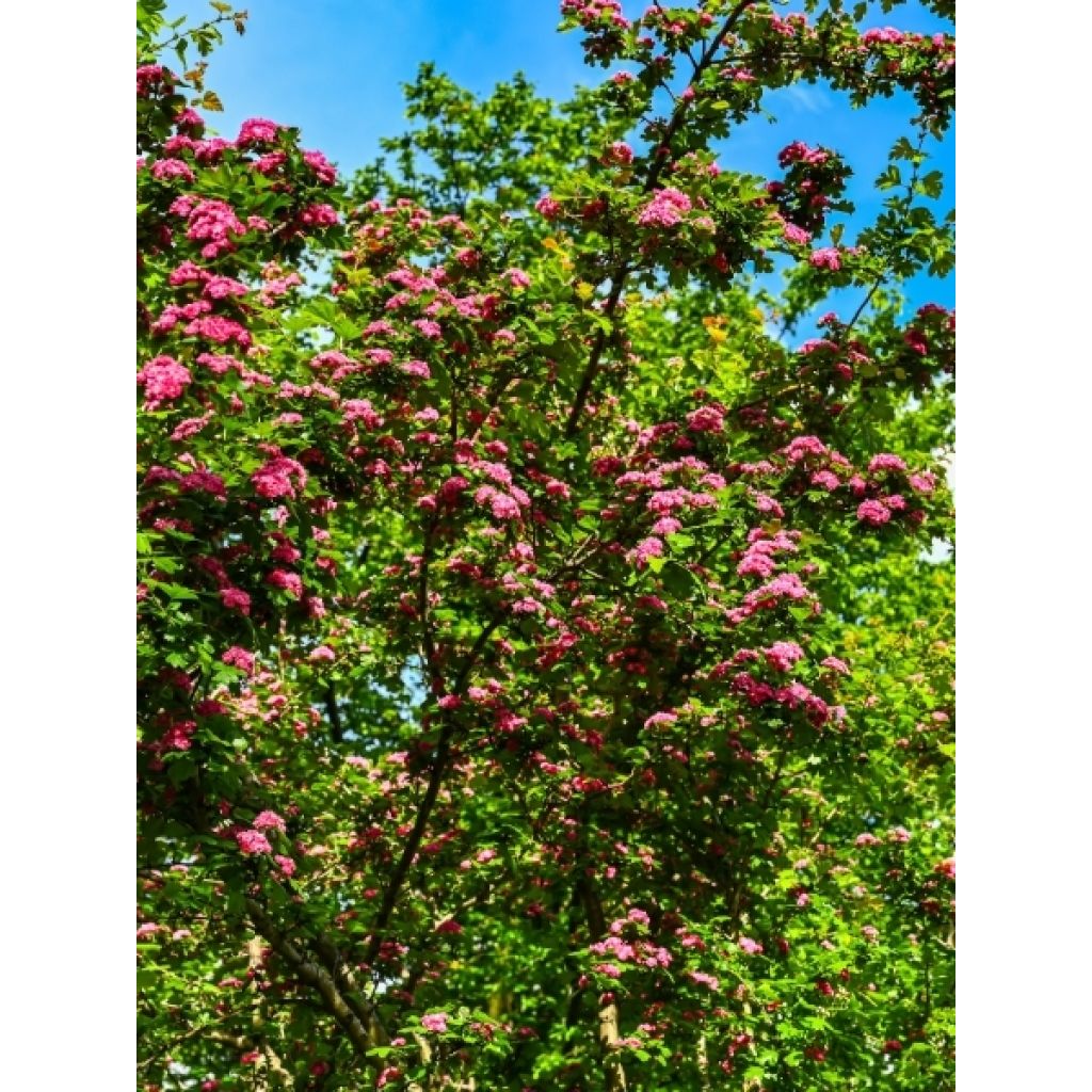 Crataegus laevigata Rosea Flore Pleno - Aubépine