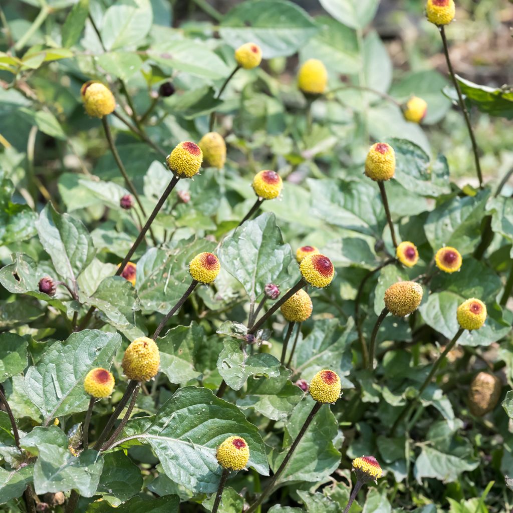 Cresson de Para jaune - Bredy Mafana - Spilanthes oleracea