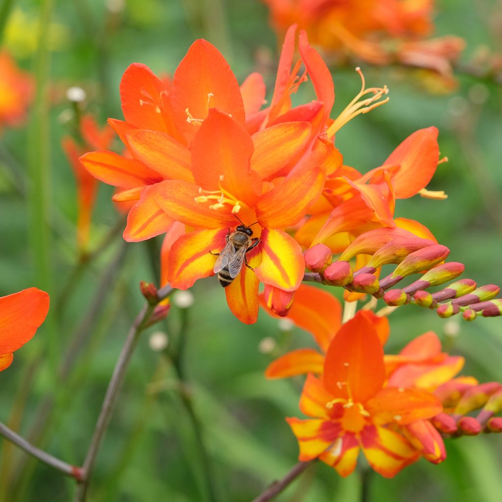 Crocosmia Scorchio - Montbretia