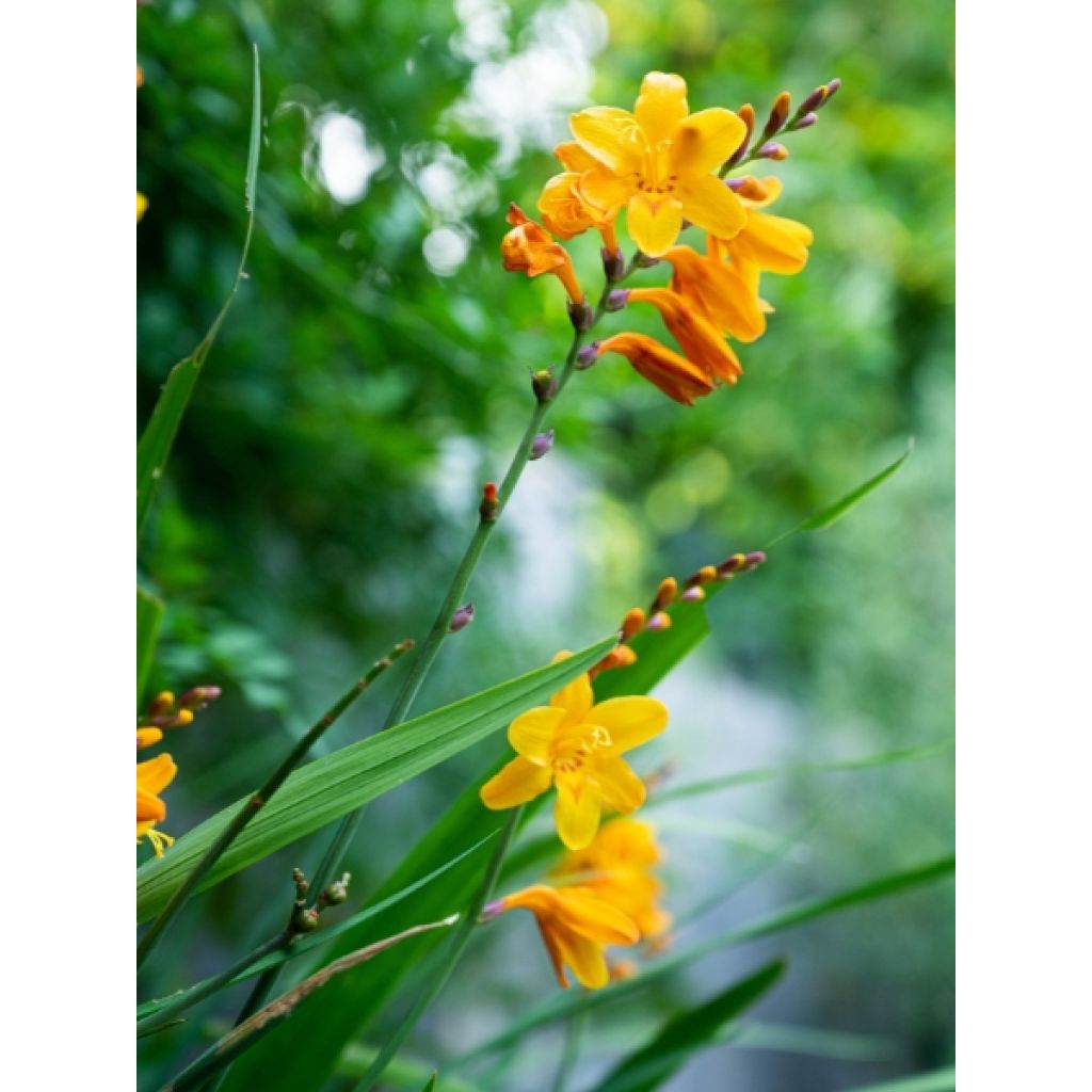 Crocosmia ou montbretia Walberton yellow