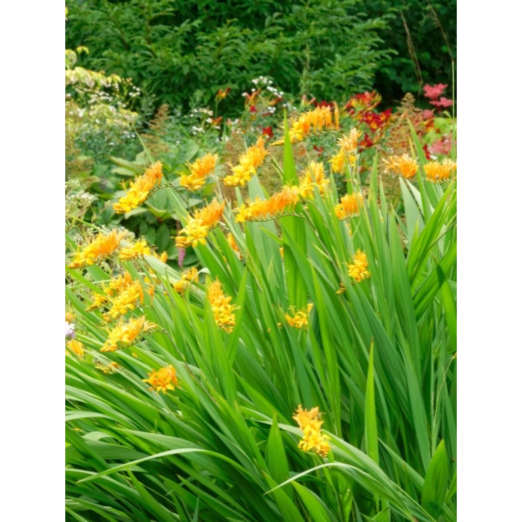 Crocosmia ou montbretia Walberton yellow