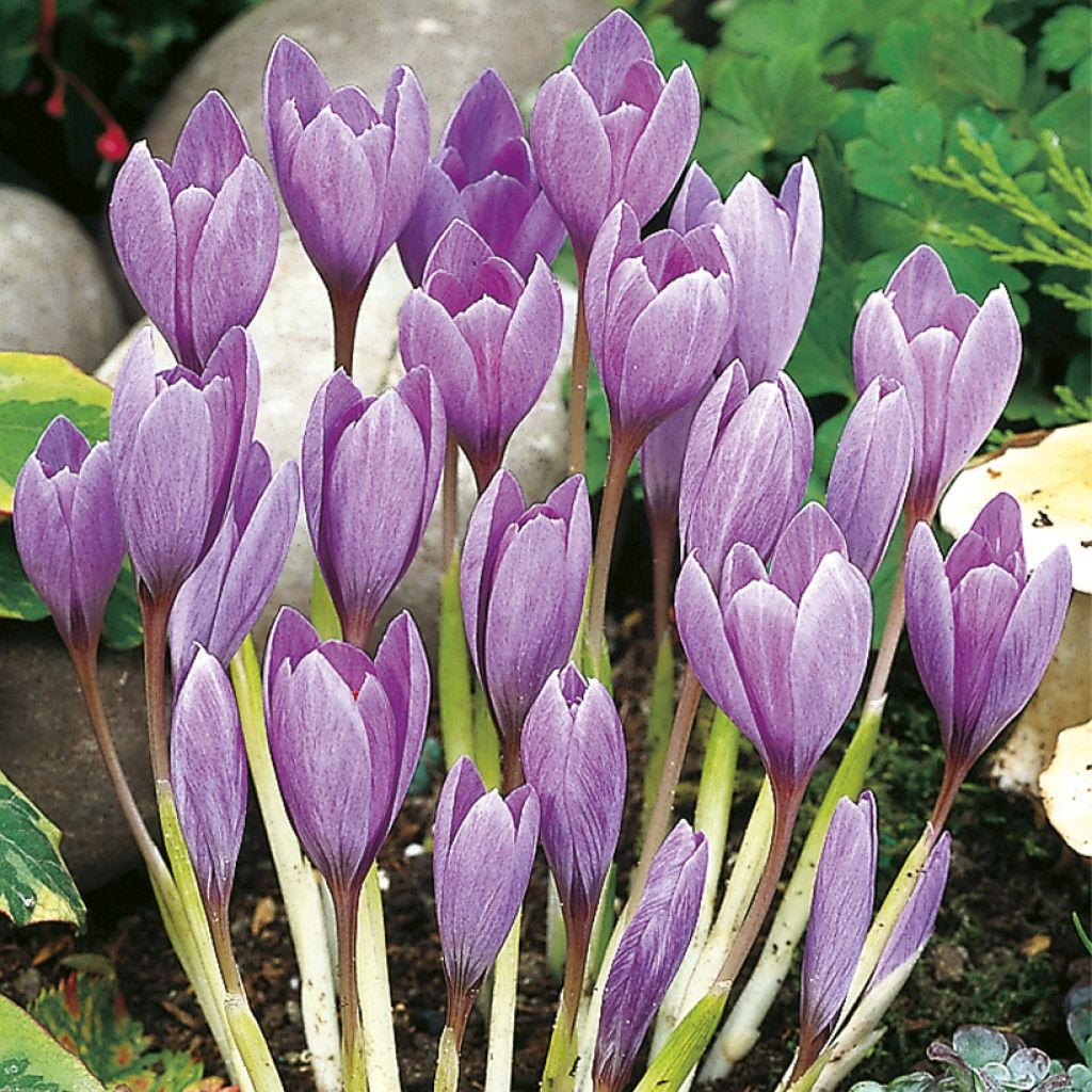 Crocus ligusticus - Crocus d'automne