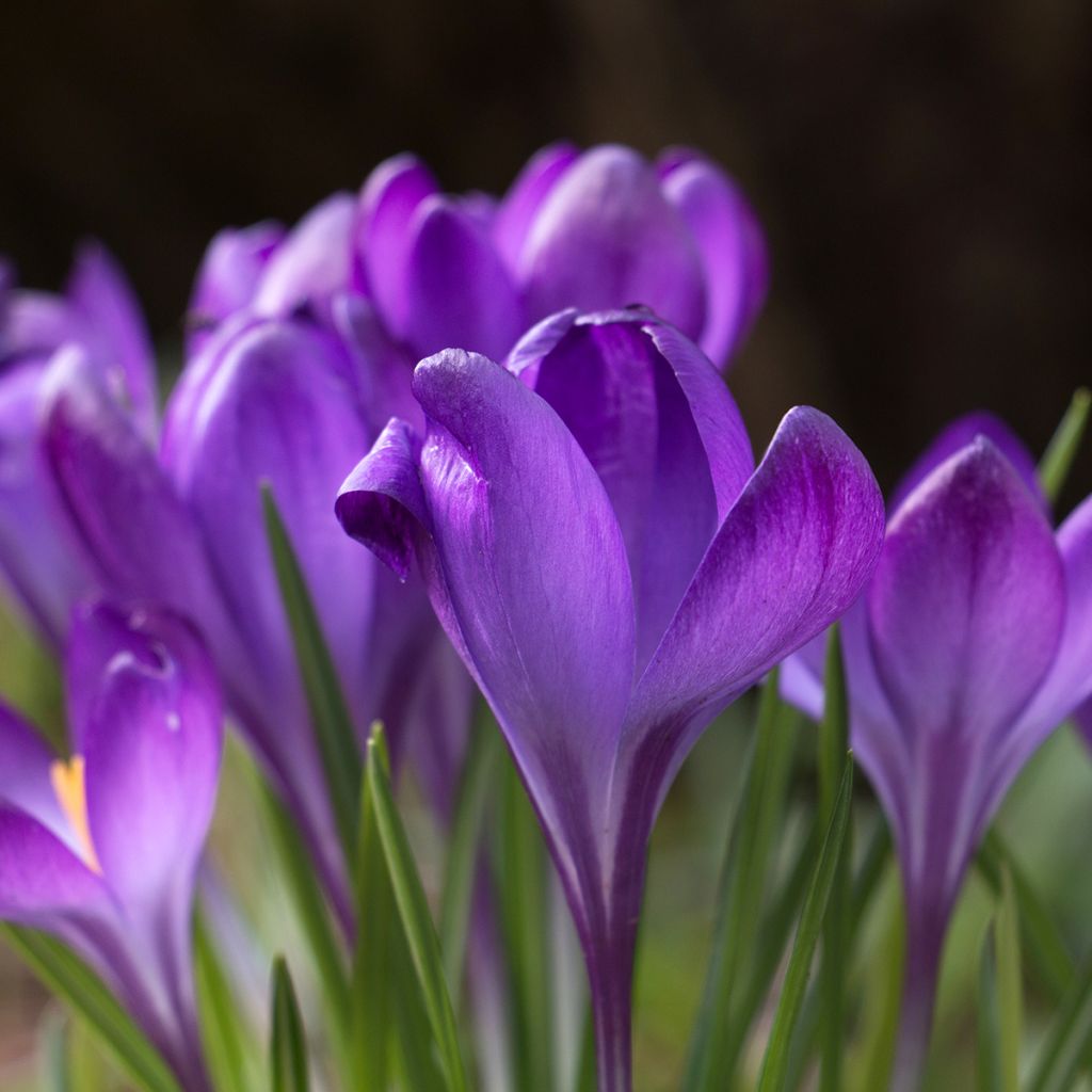 Crocus tommasinianus Blue Ocean