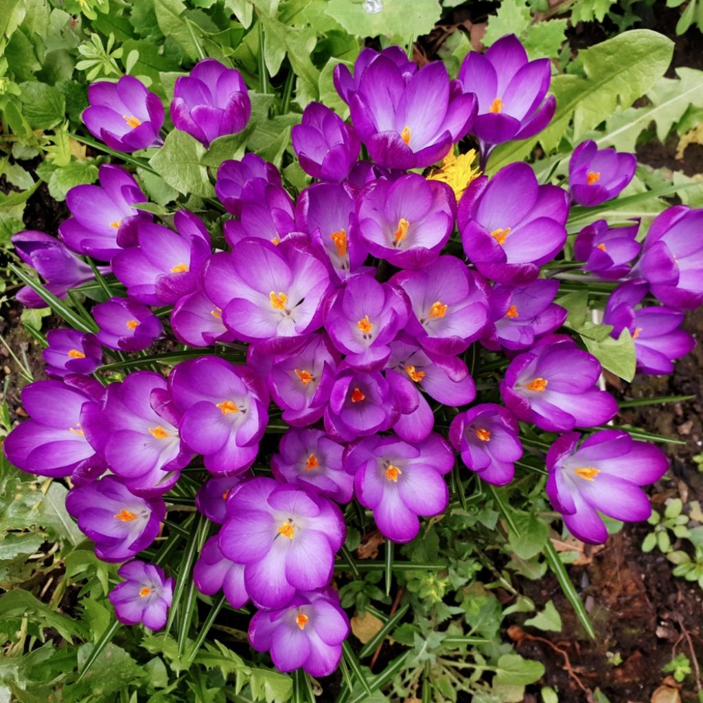 Crocus tommasinianus Ruby Giant