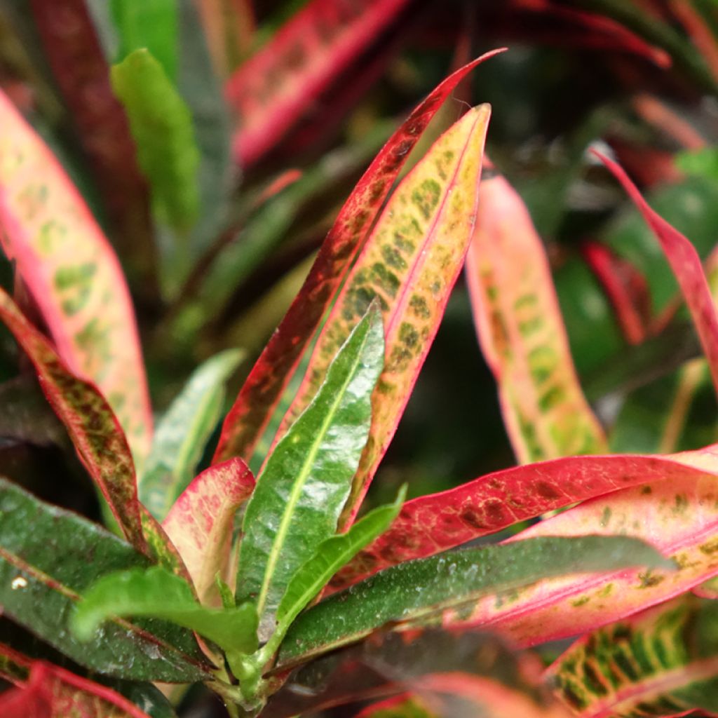 Croton variegatum Excurrens - Codiaeum