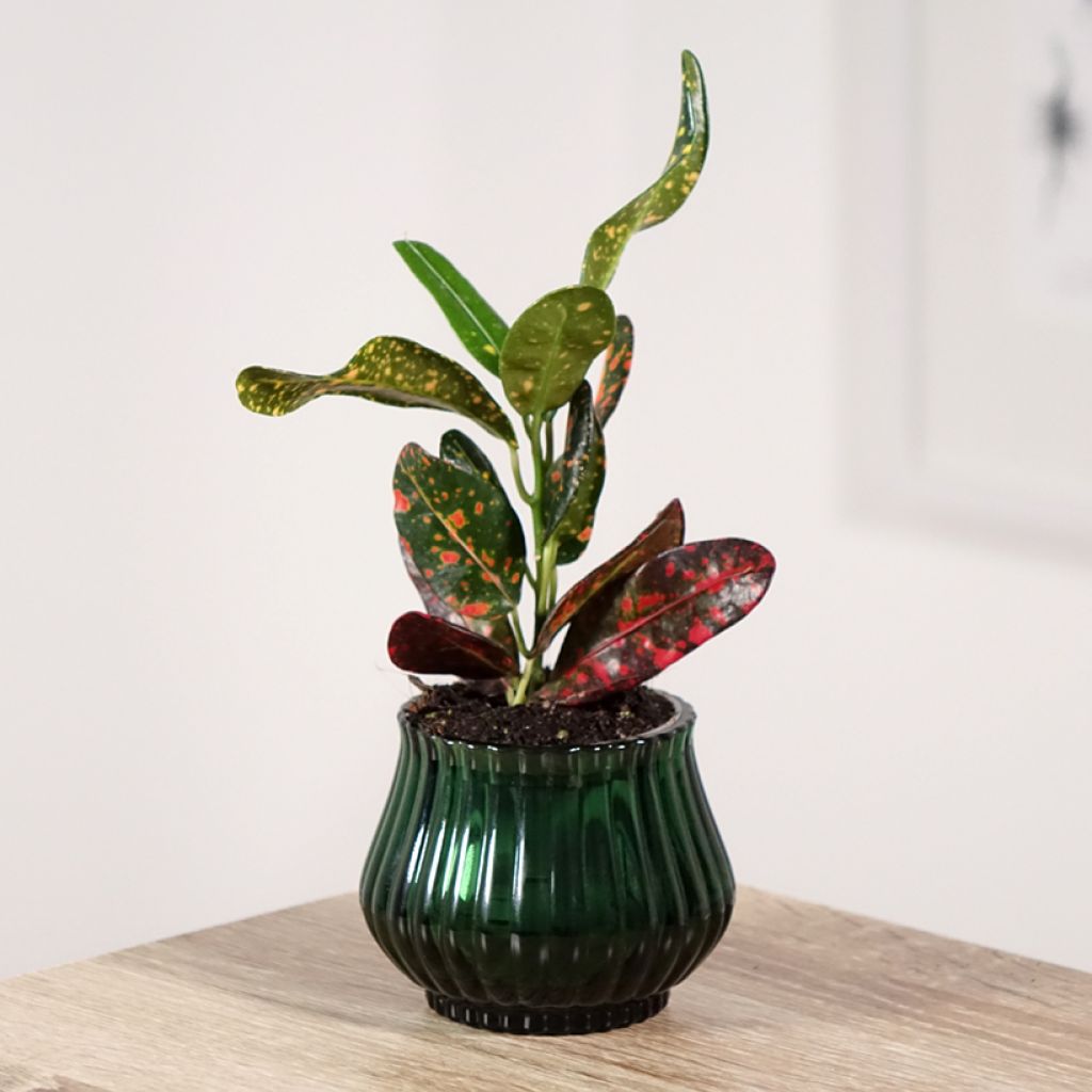 Croton Mammie - Codiaeum