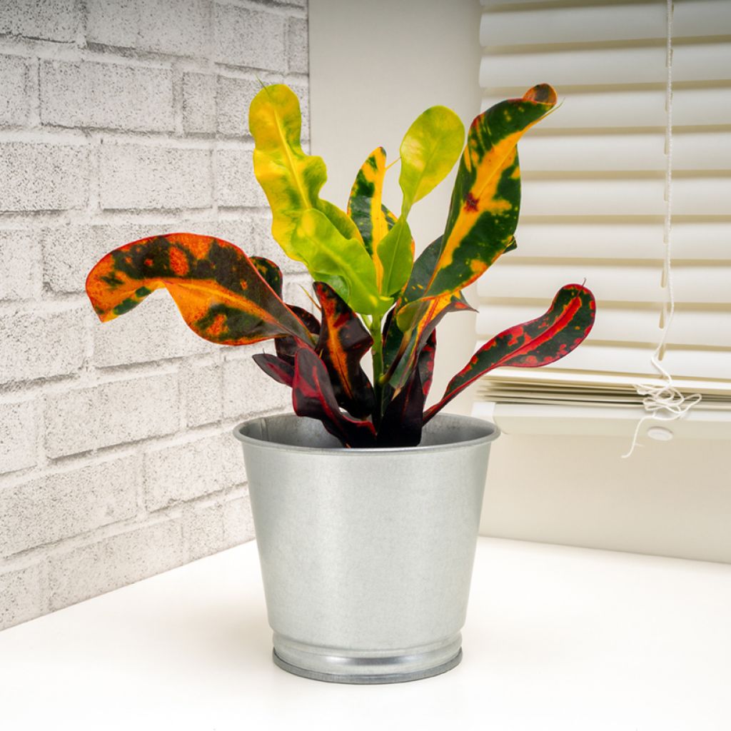 Croton Mammie - Codiaeum