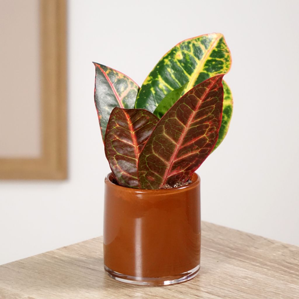 Croton Petra - Codiaeum