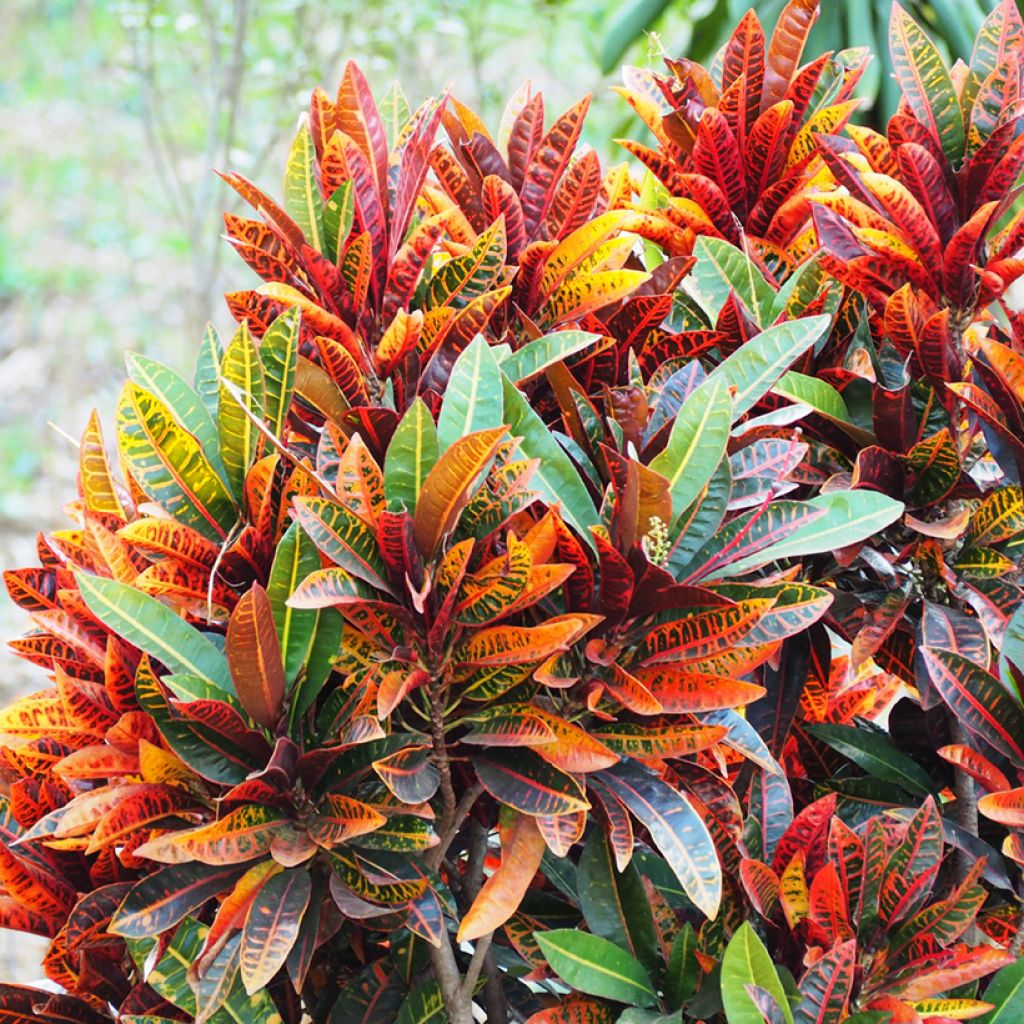 Croton Petra - Codiaeum
