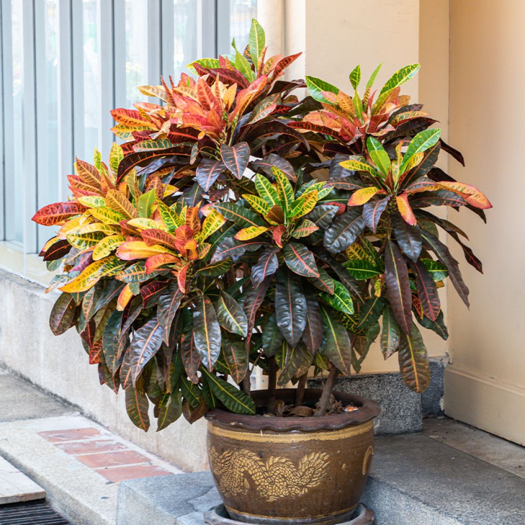 Croton Petra - Codiaeum
