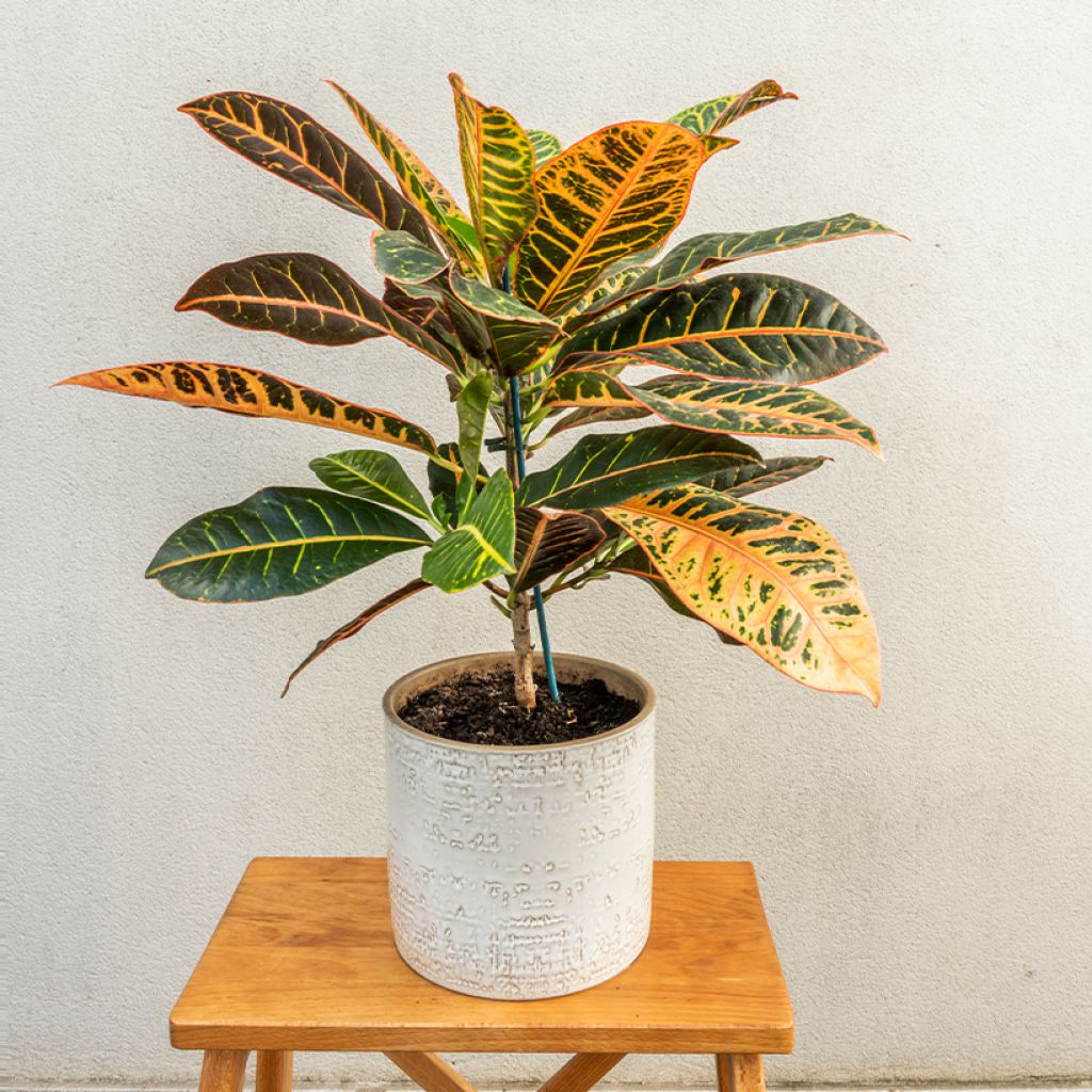 Croton Petra - Codiaeum