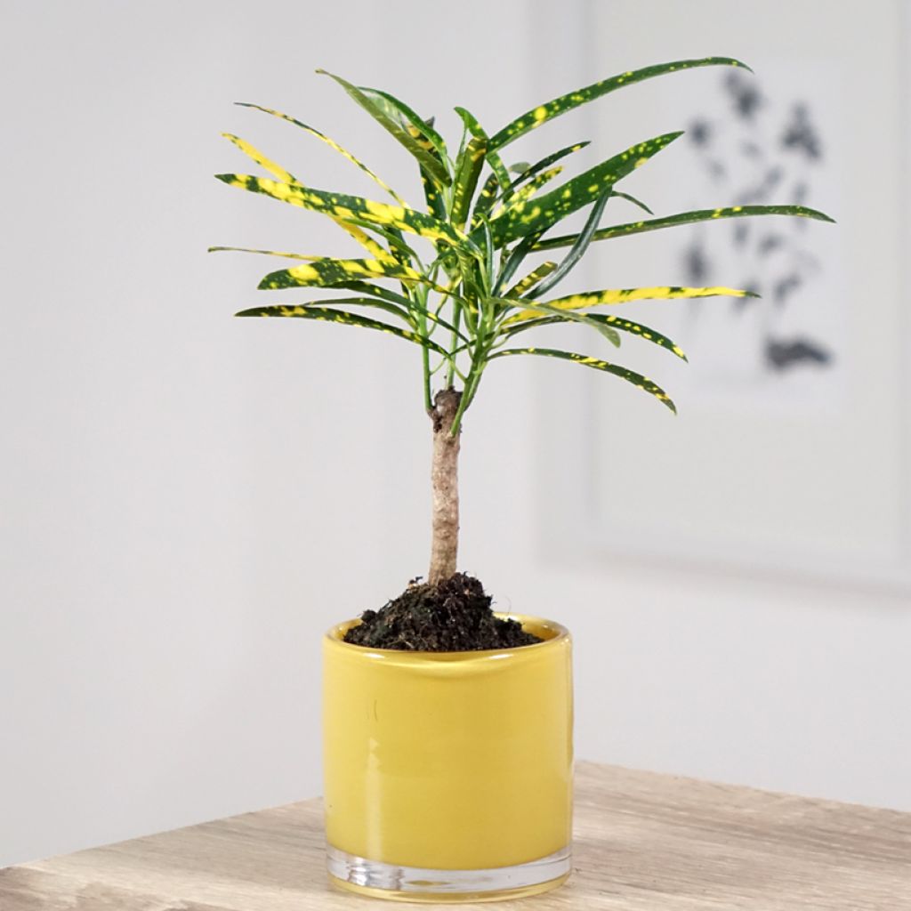 Croton Pictum - Codiaeum