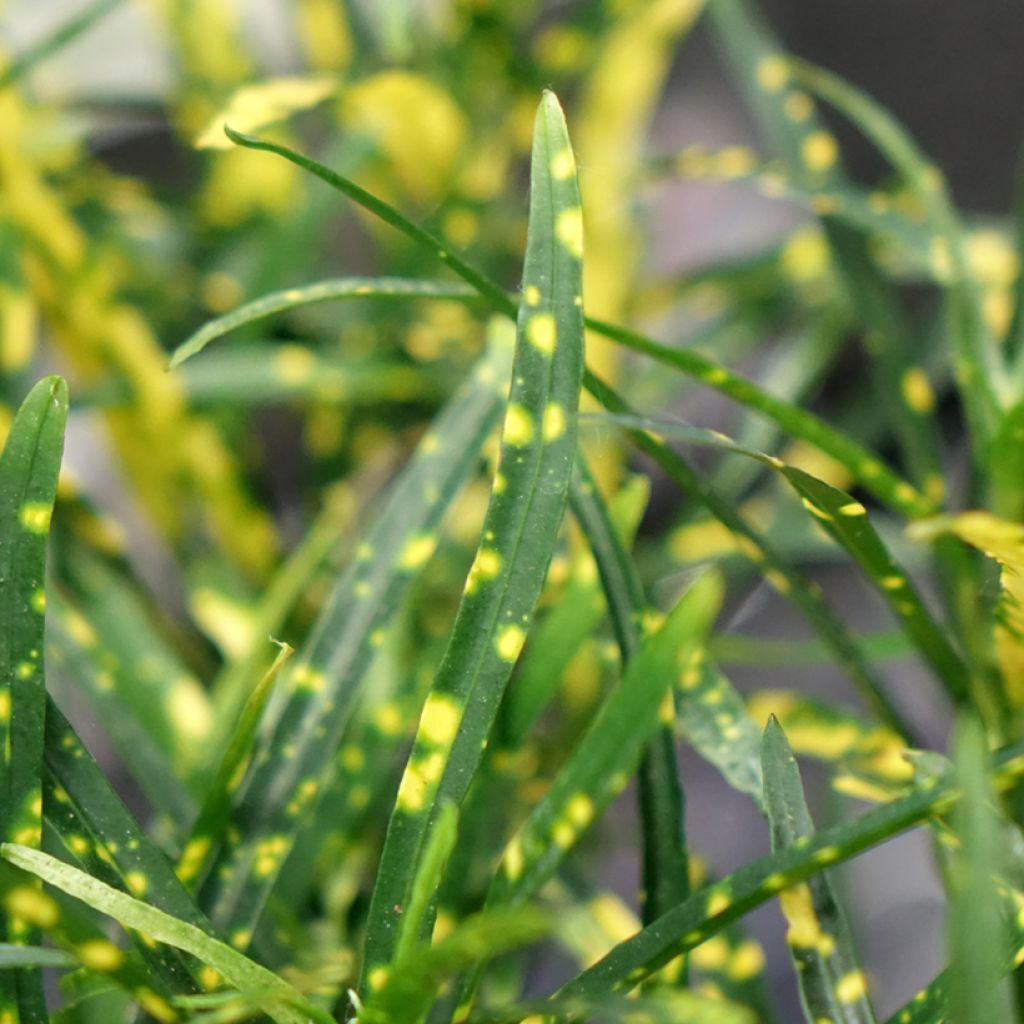 Croton Pictum - Codiaeum