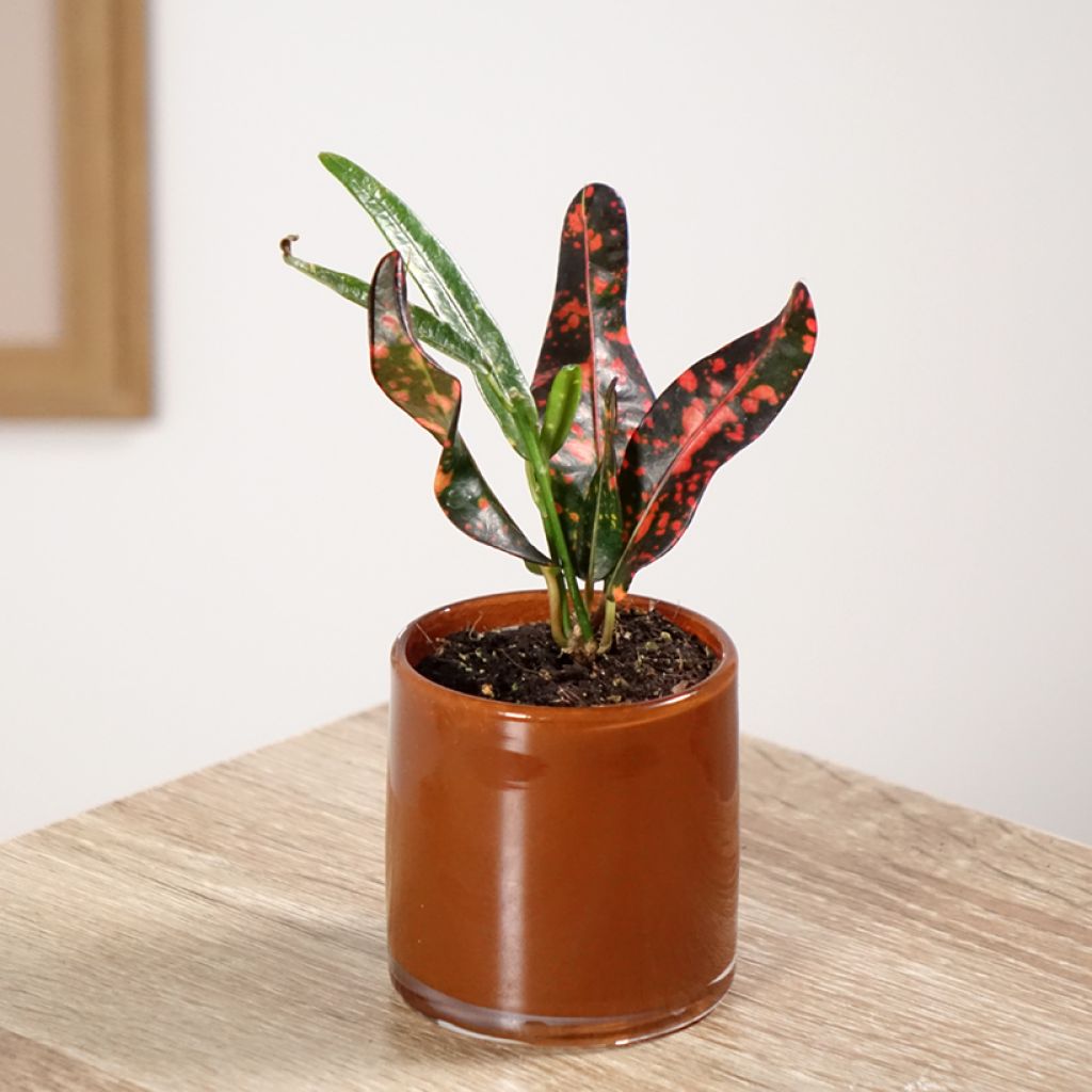 Croton Red Batik - Codiaeum 
