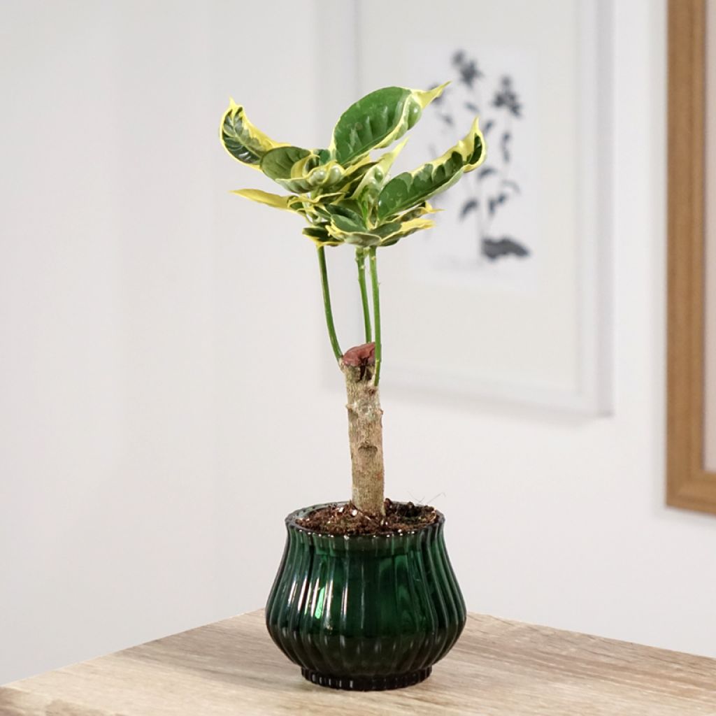 Croton Tamara - Codiaeum arbustif