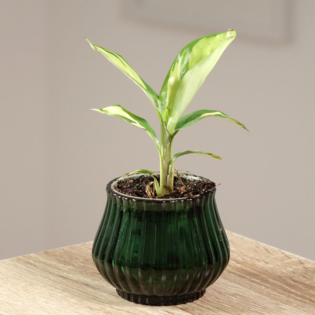 Ctenanthe Golden Mosaic
