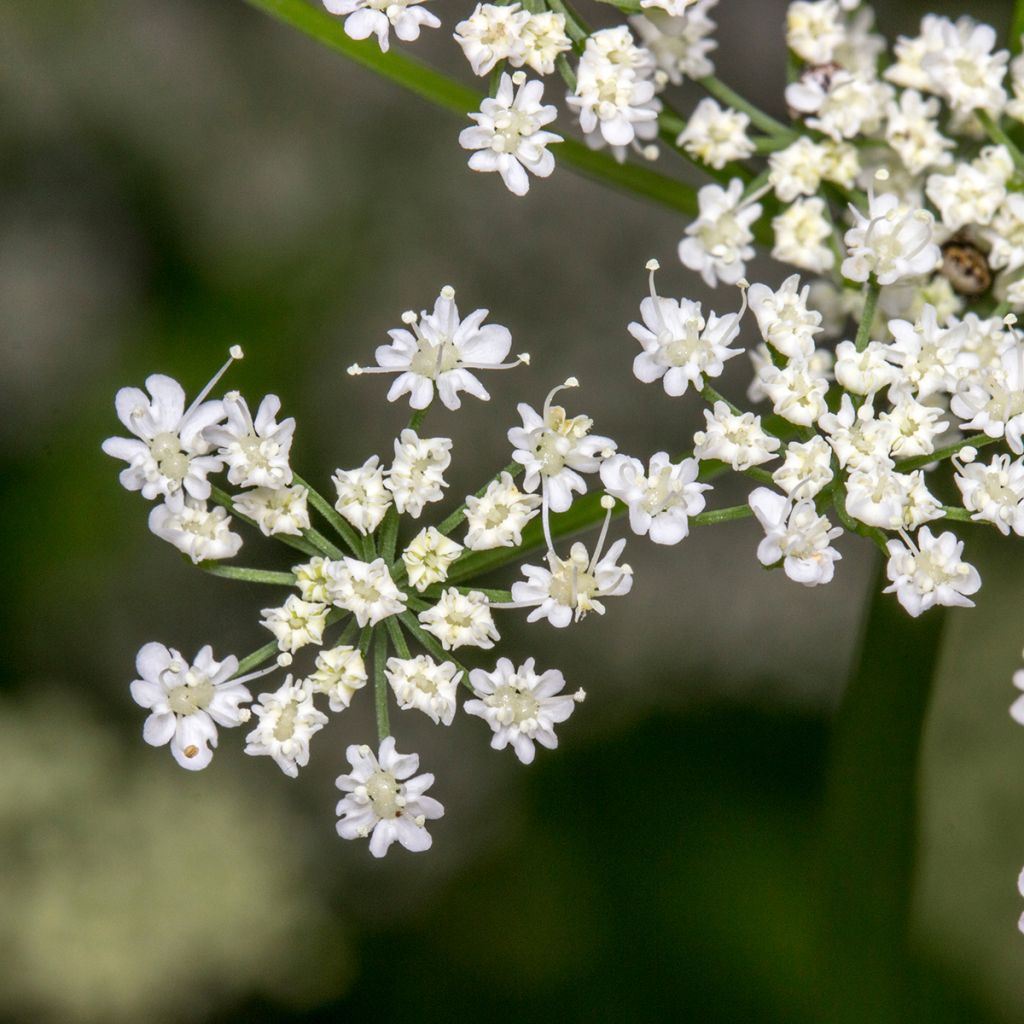 Cumin - Cuminum Cyminum