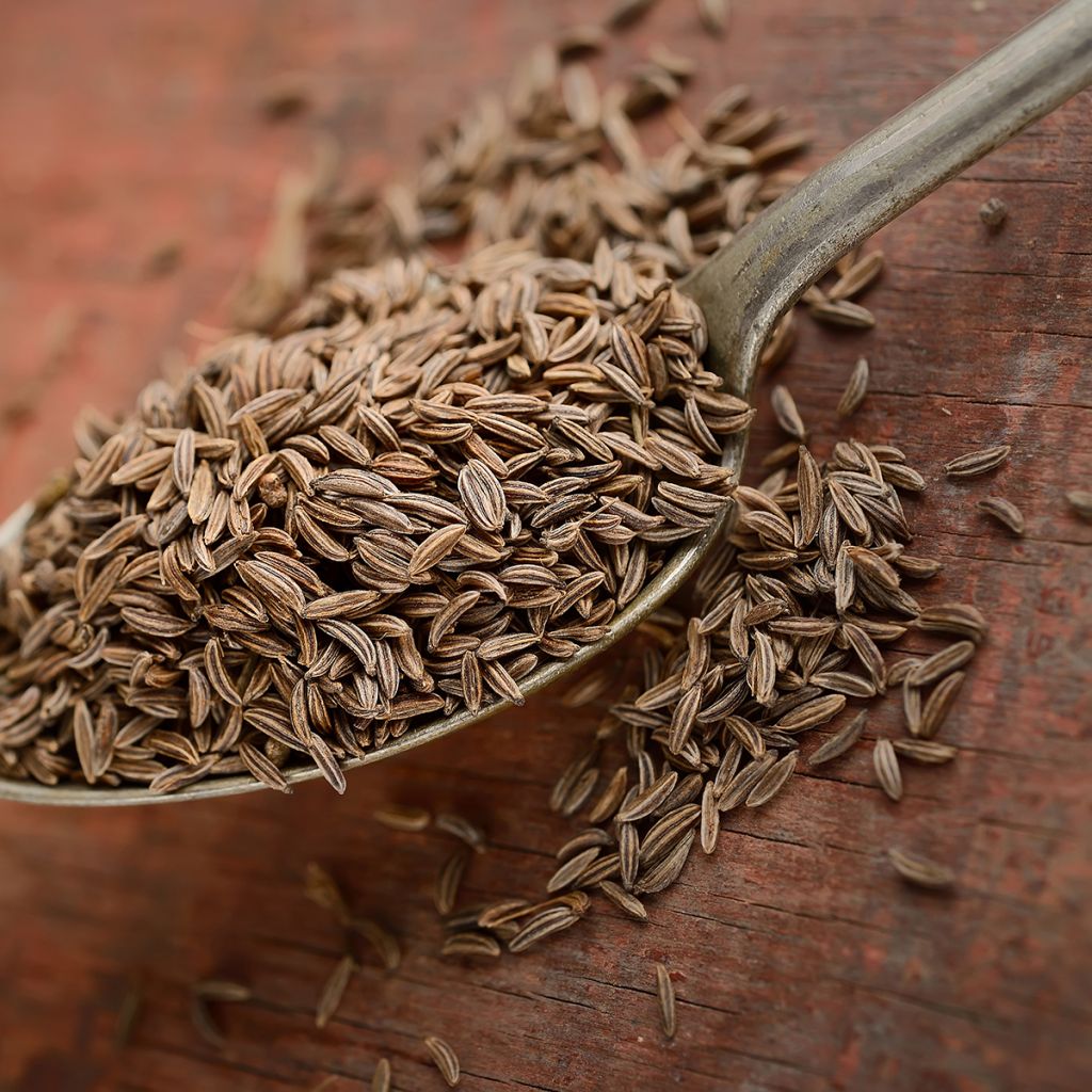 Cumin - Cuminum Cyminum