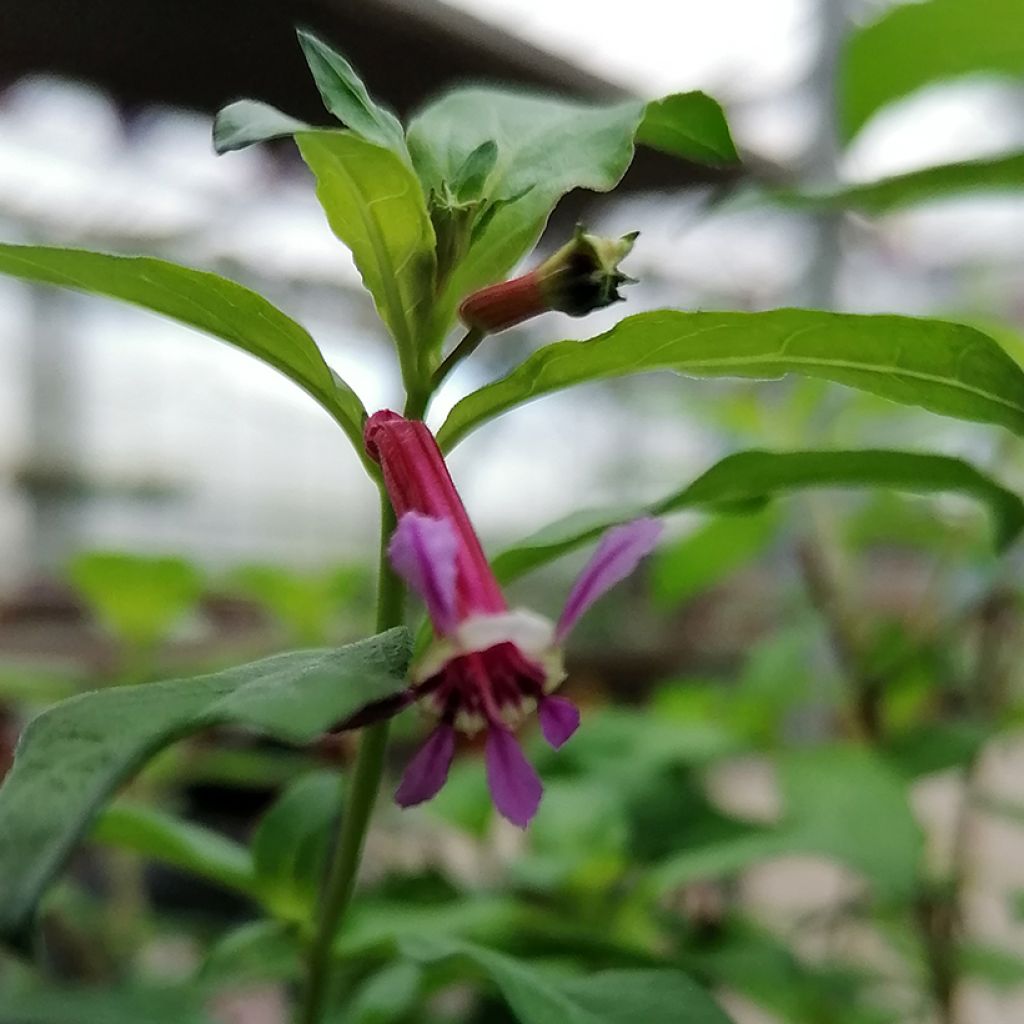 Cuphea Twinkle Pink - Plante cigarette