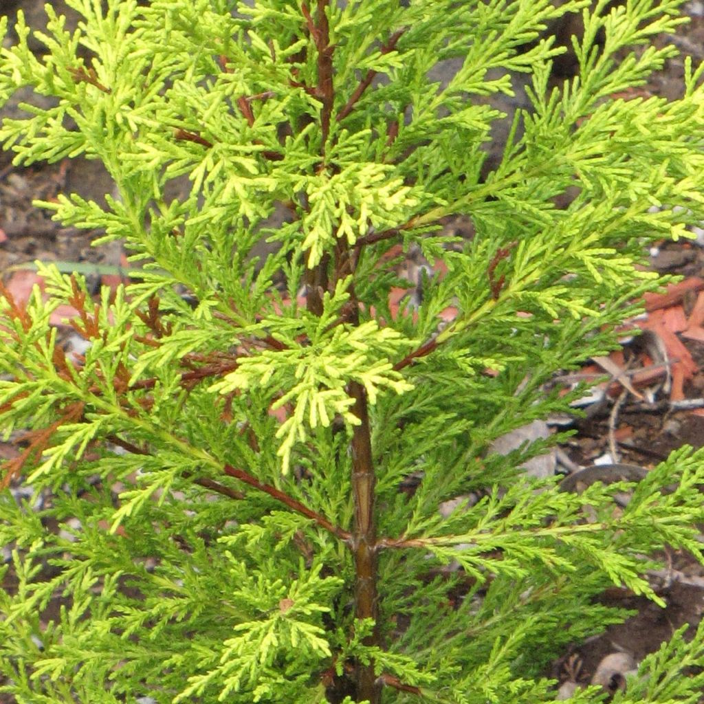 Cyprès de Monterey (Lambert) Wilma - Cupressus macrocarpa