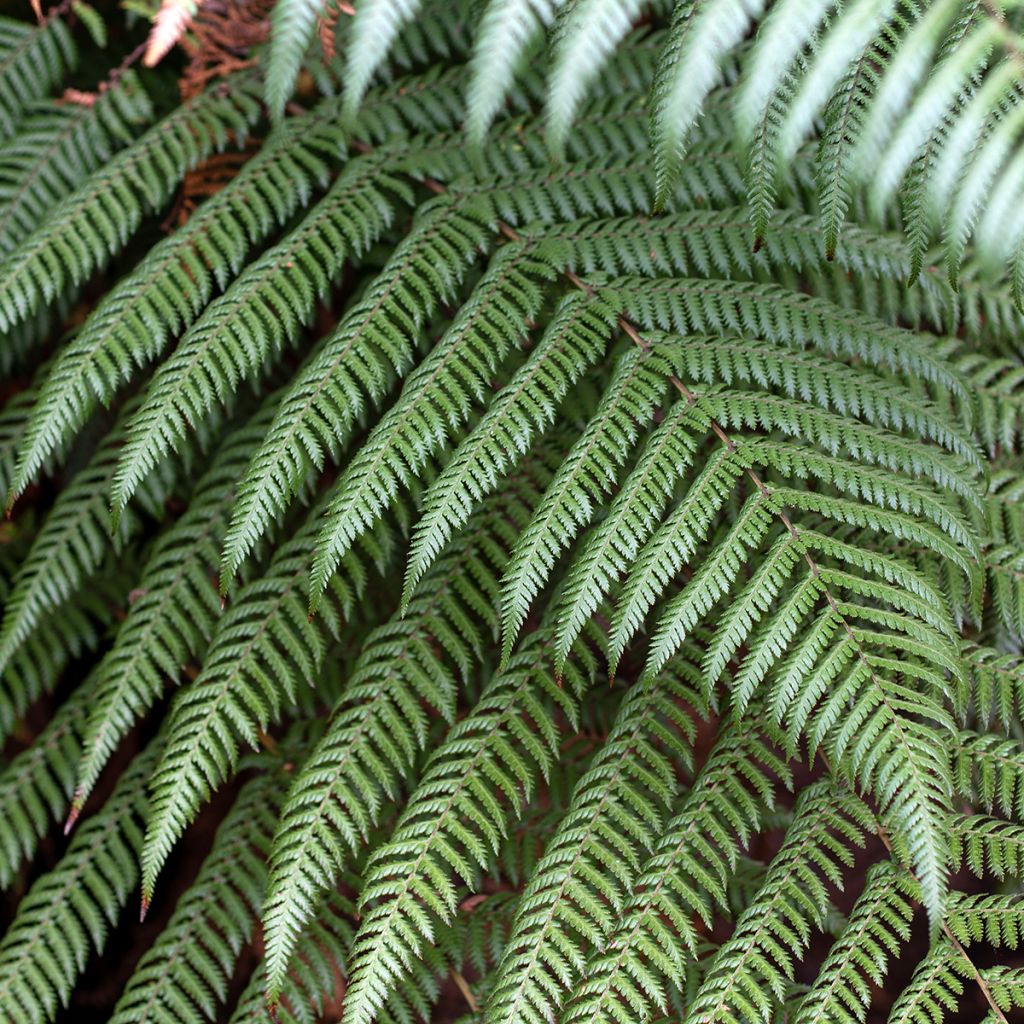 Cyathea australis - Fougère arborescente