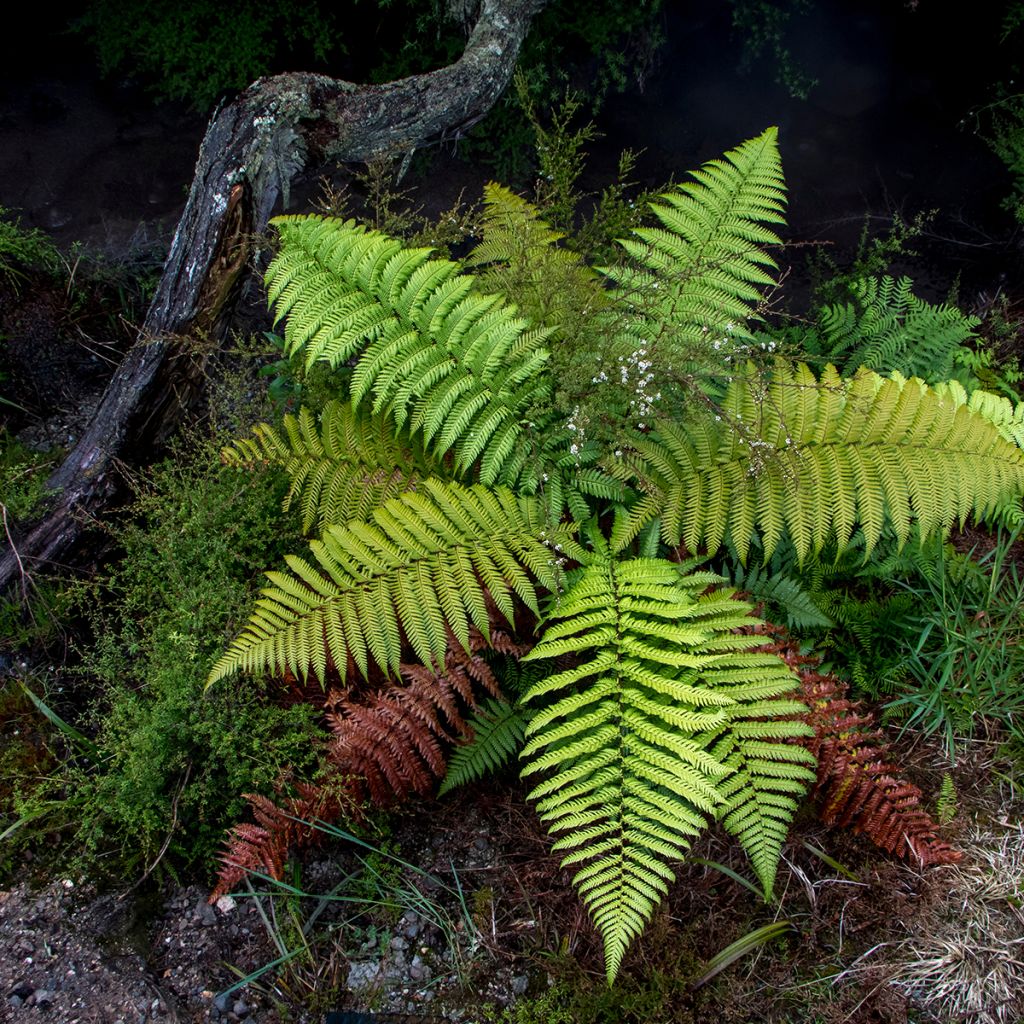 Cyathea dealbata - Fougère arborescente