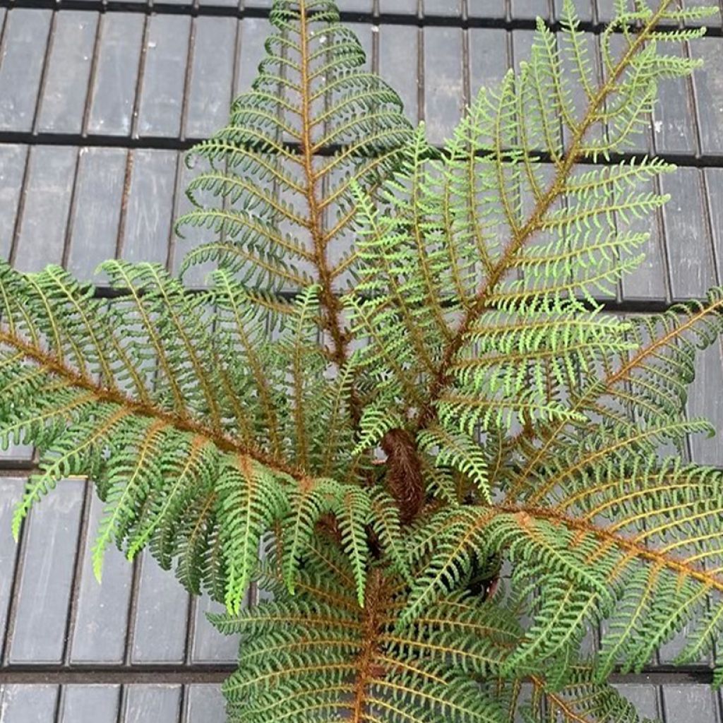 Cyathea tomentosissima - Fougère arborescente