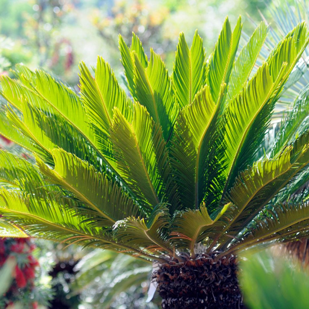 Cycas revoluta - Cycas du Japon