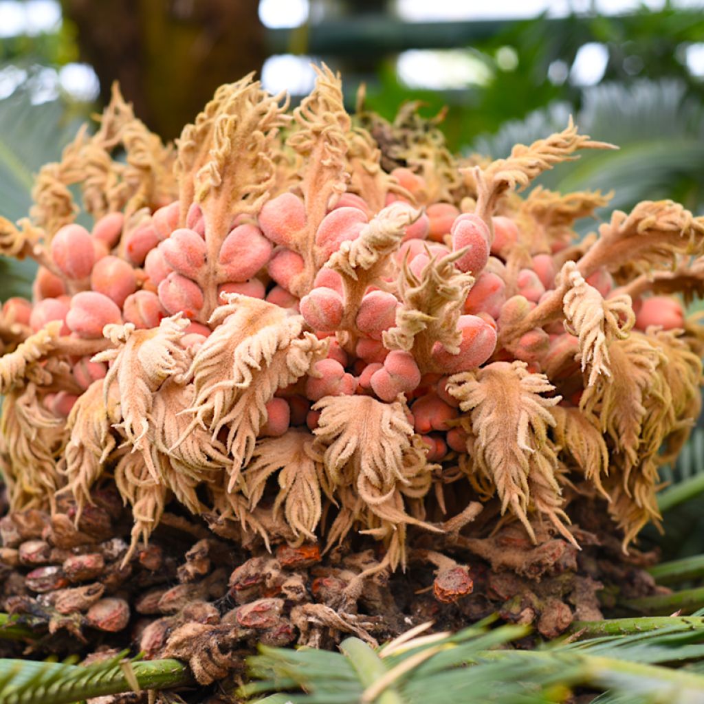 Cycas revoluta - Cycas du Japon