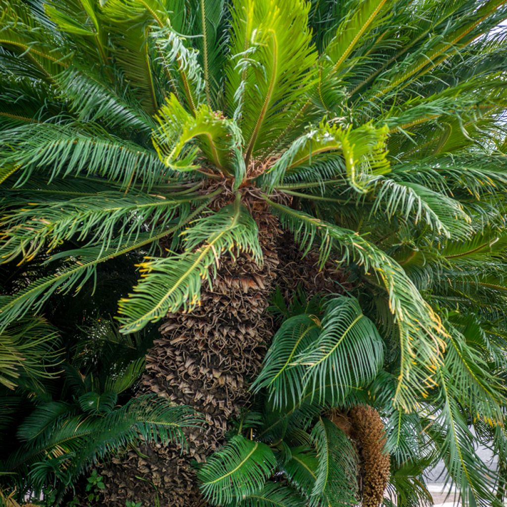 Cycas revoluta - Cycas du Japon