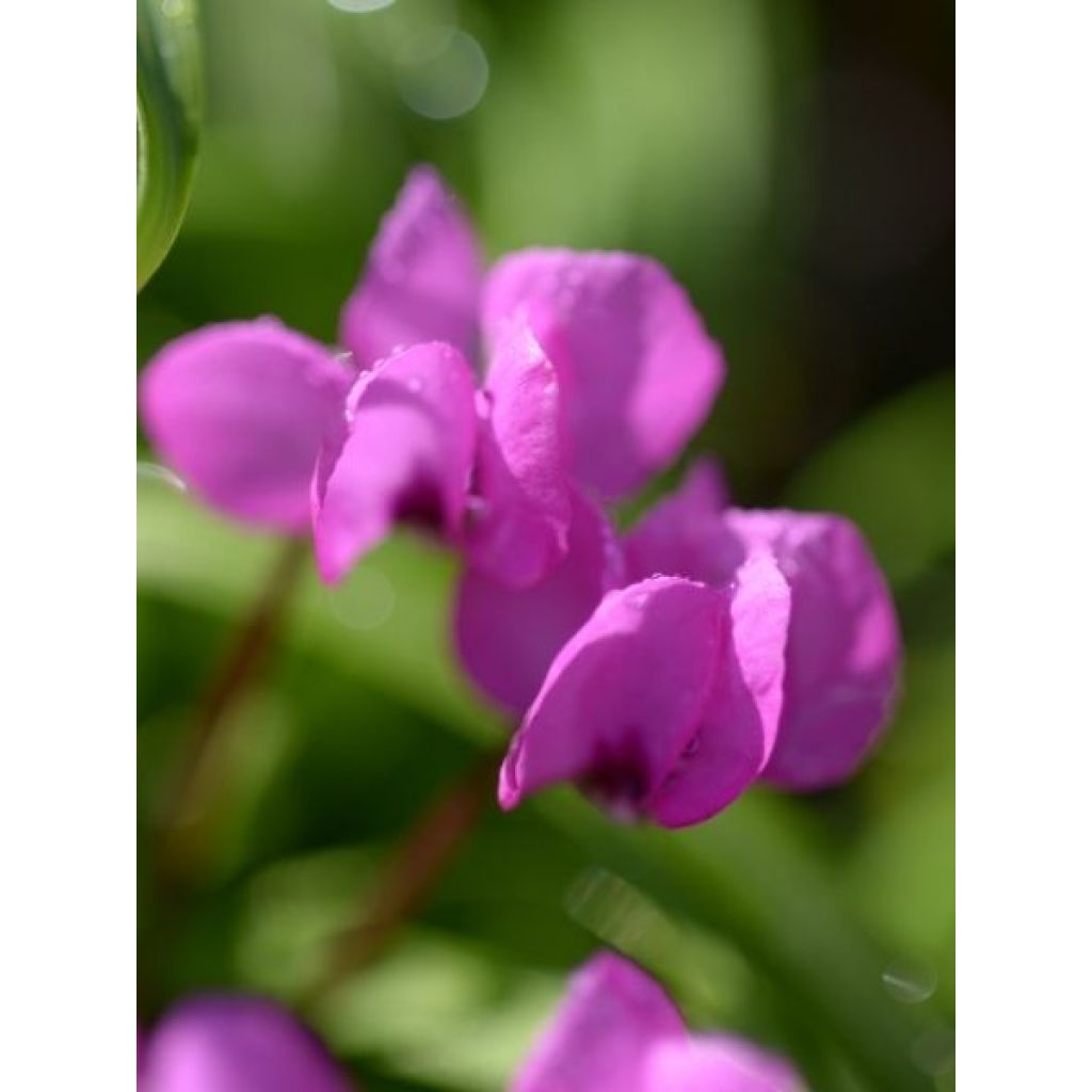 Cyclamen coum rose