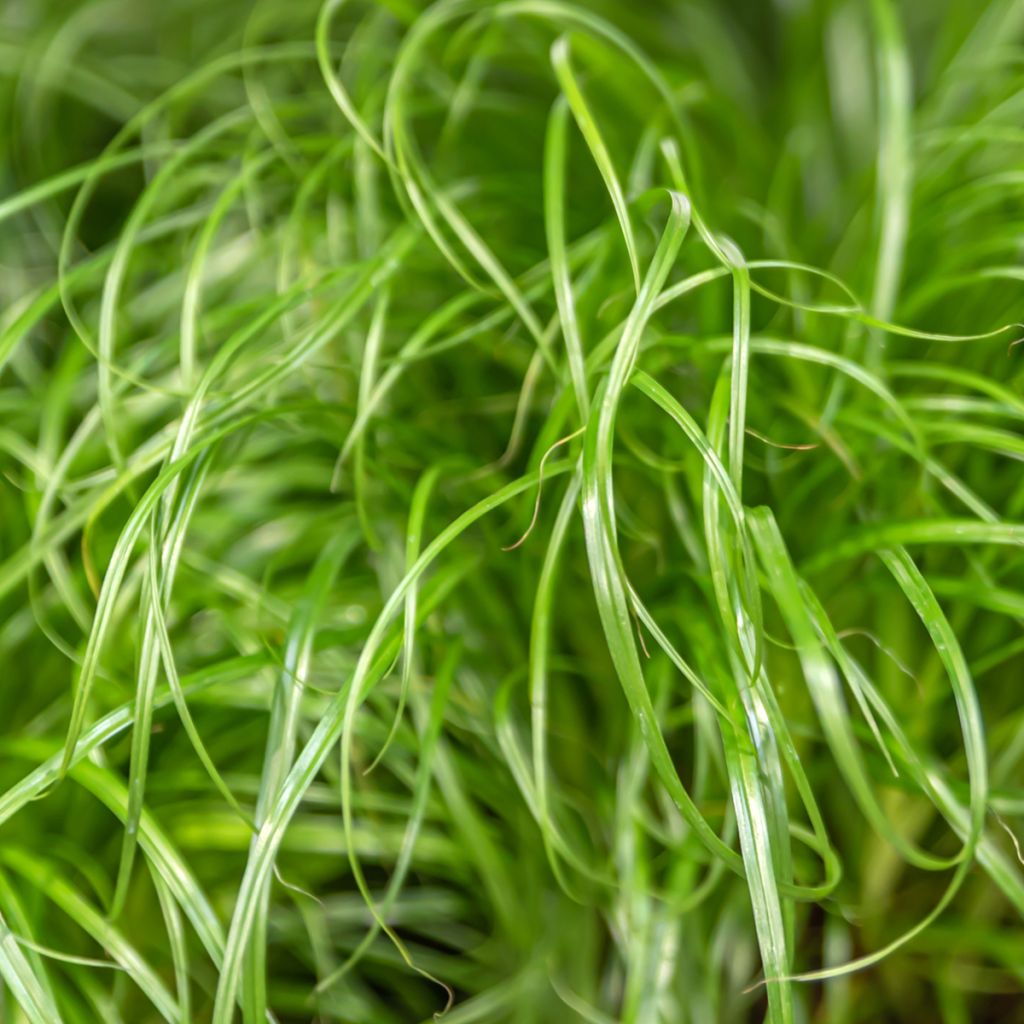 Graines de Papyrus des fleuristes - Cyperus alternifolius