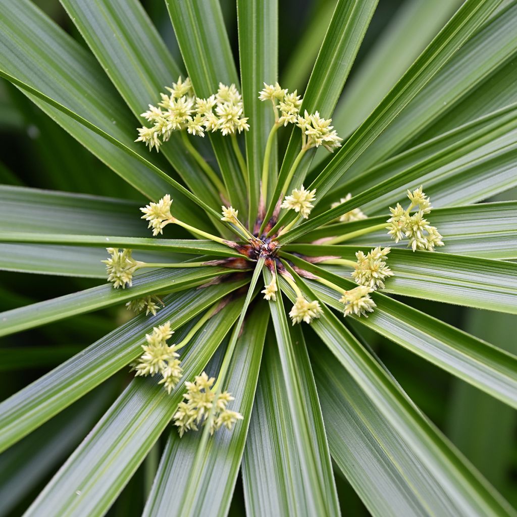 Graines de Papyrus des fleuristes - Cyperus alternifolius