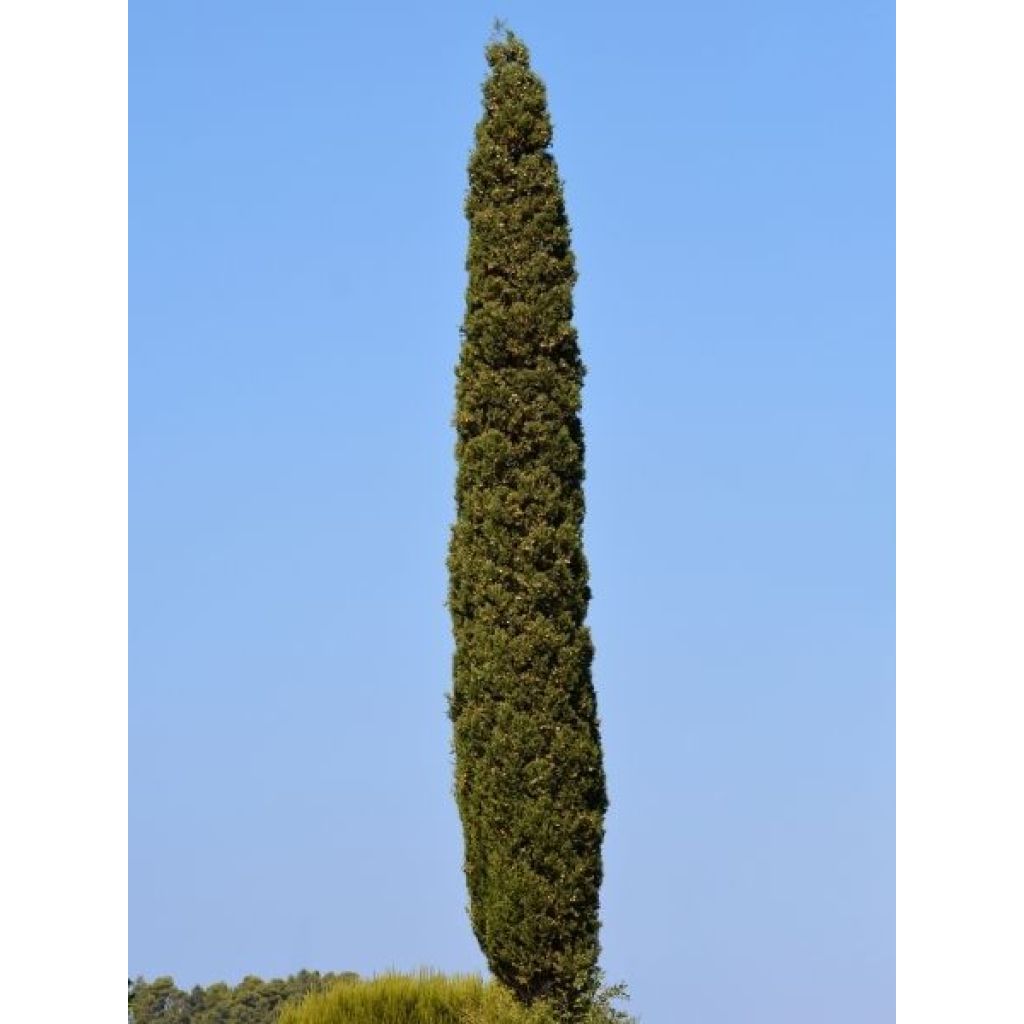 Cyprès de Provence - Cupressus sempervirens Pyramidalis