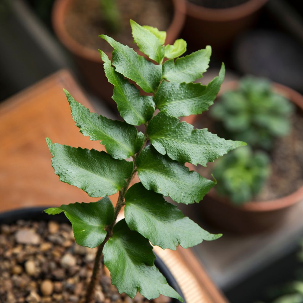Cyrtomium falcatum - Fougère persistante