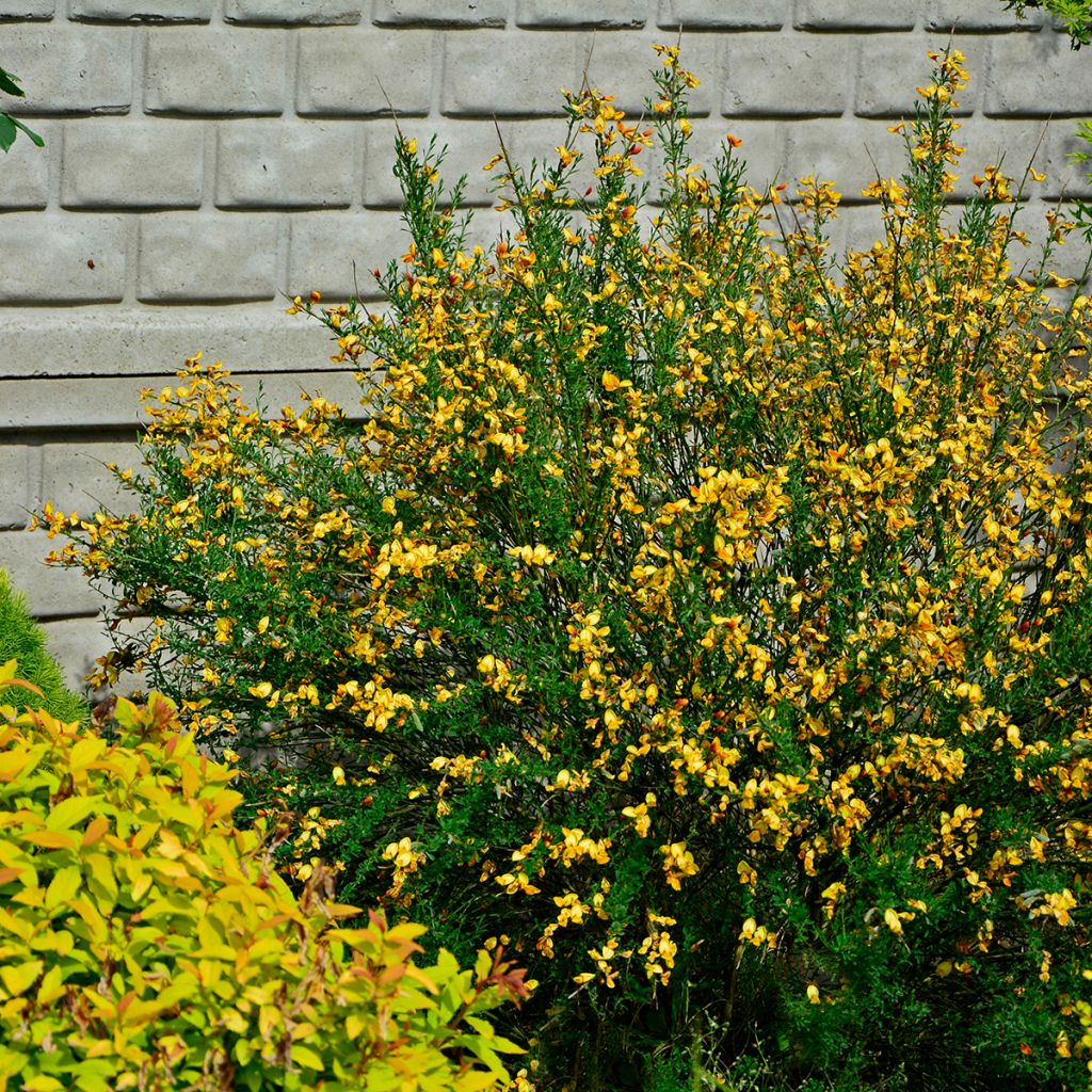 Cytisus scoparius Apricot Gem - Genêt à balais
