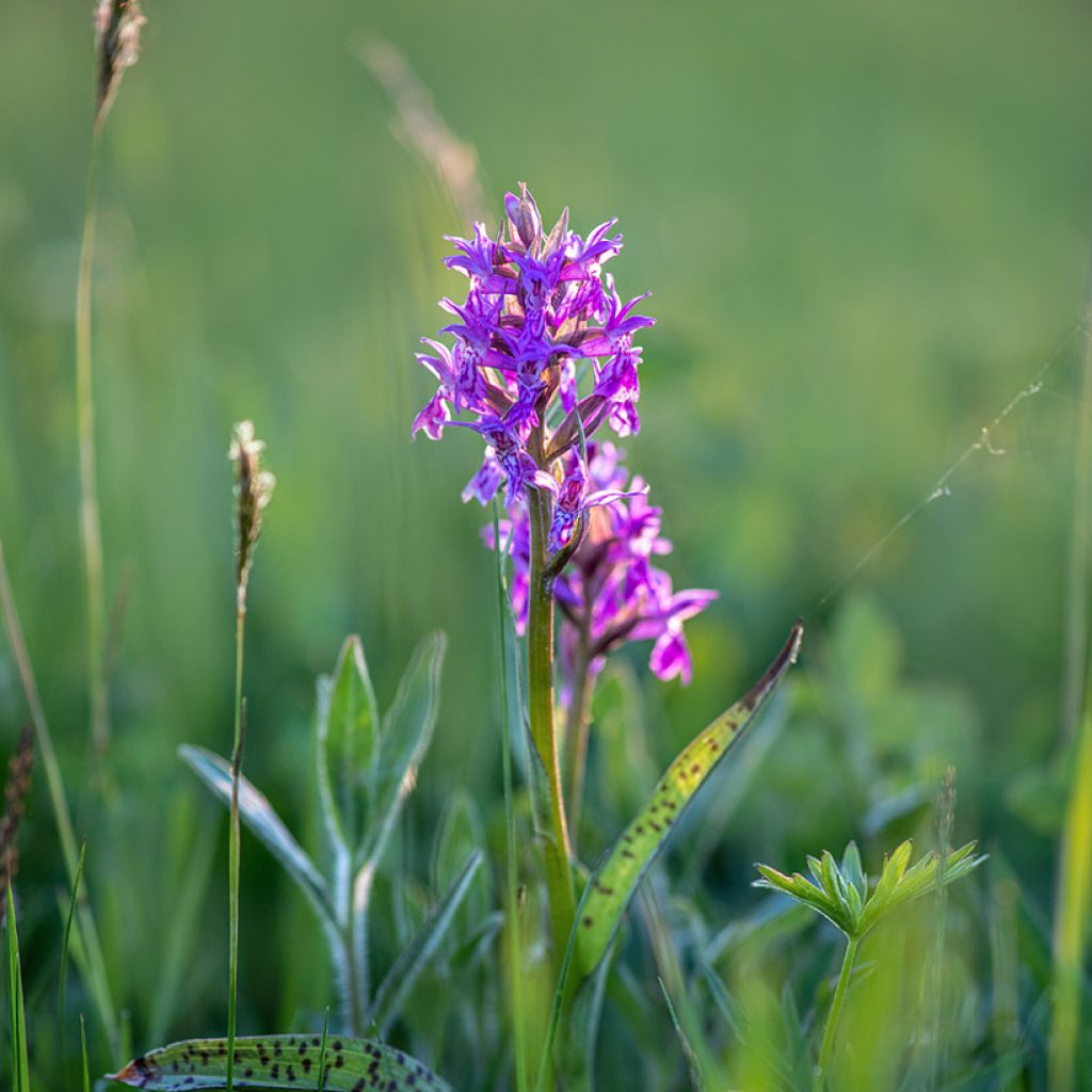 Dactylorhiza alpestris - Orchis des Alpes